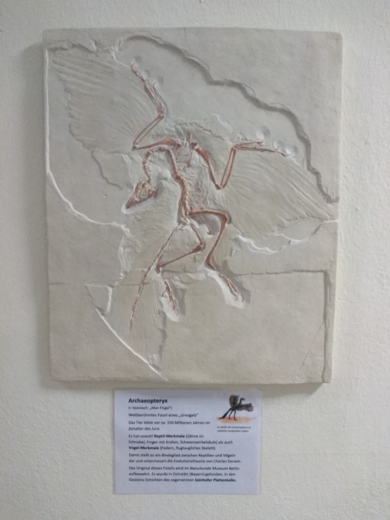 Archaeopteryx